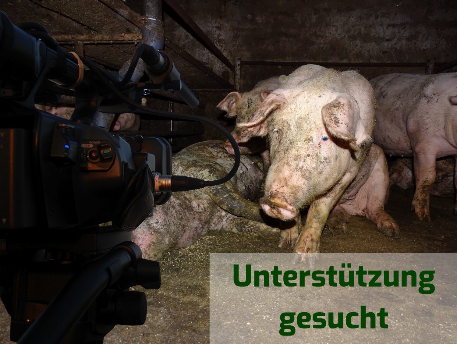Kamera vor Schweinen in einer Mastanlage